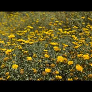 Meet your Posher, Hazel